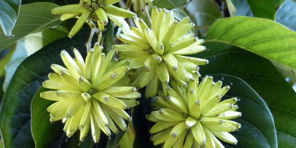 Foto camptotheca acuminata Decne