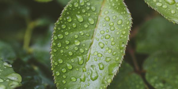Foglia in primo piano - Immagine tratta da Unsplash