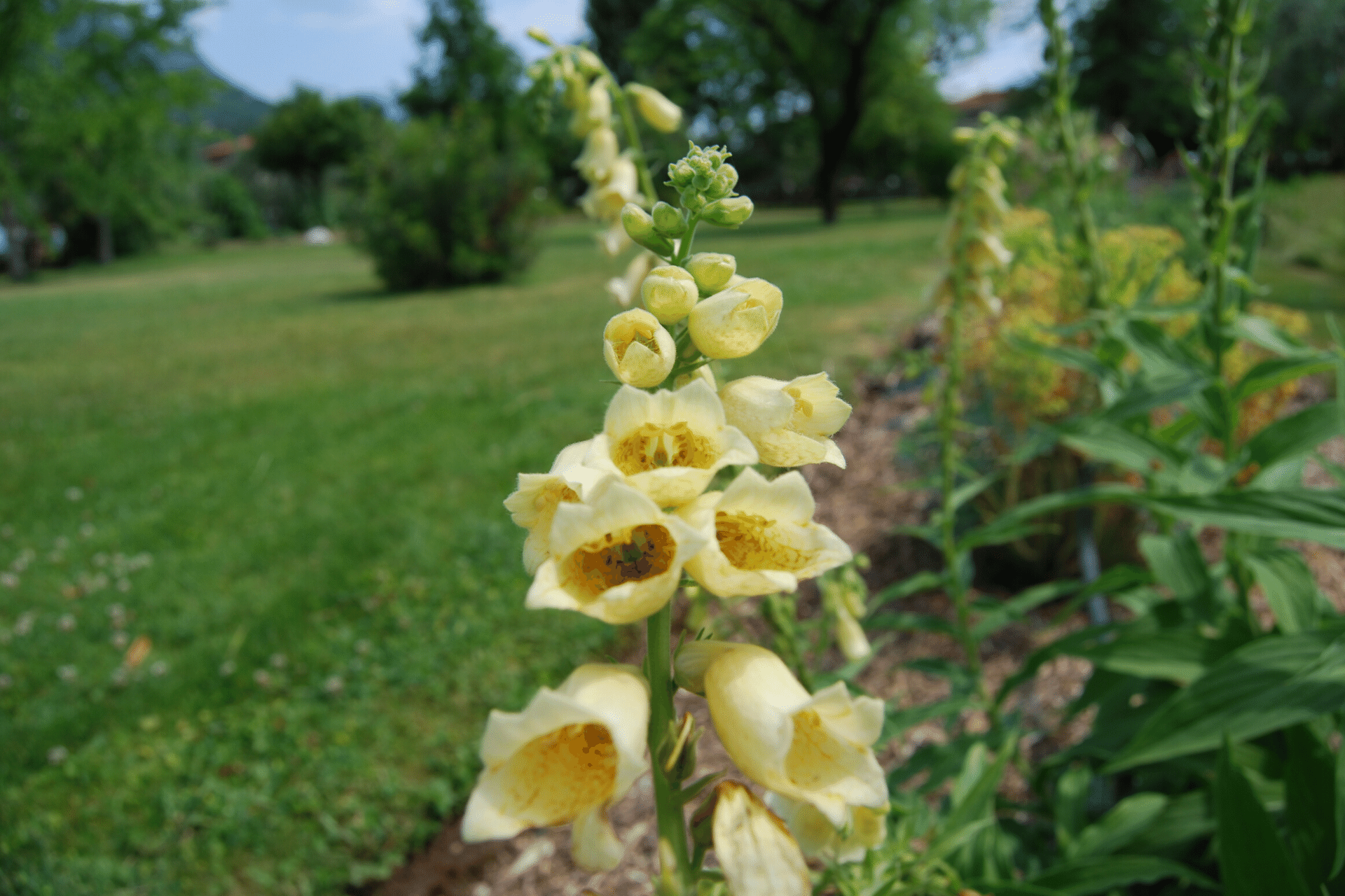 Digitalis grandiflora Mill