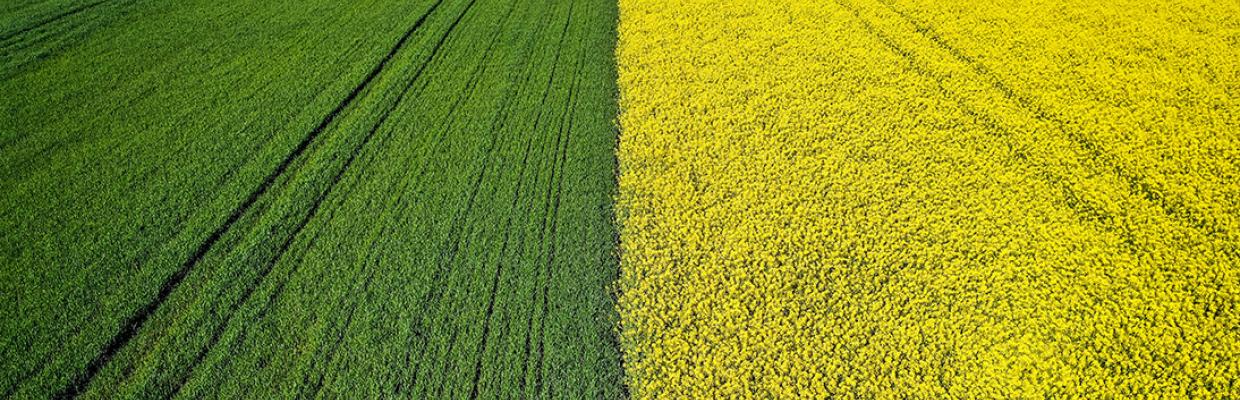campo verde e giallo
